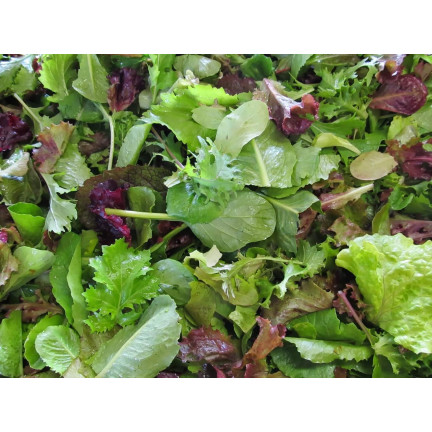 W6595 SAŁATA MIX ODMIAN NASIONA SAŁAT MIESZANKA KRUCHA MASŁOWA 1G