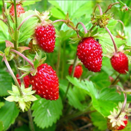 W1181 ERDBEERSAMEN RUGIA FRUCHTBAR SAFTIGE FRUCHT SÜSSESTE 0.2G