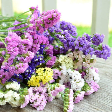 R2528 ROCKSPRING MIX OF UNIQUE COLORS BLUMENSAMEN FÜR TROCKENSTRÄUSSE