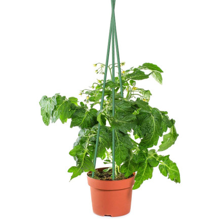 Tomato stakes, plant supports, garden stakes for cucumbers, 40 pcs./set, 8 mm x 60 cm