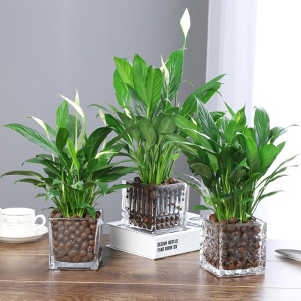 BIO4 BIOVITA BLÄHTON 5L 8-16MM GARTENBAU NATÜRLICHE DRAINAGE FÜR TÖPFE
