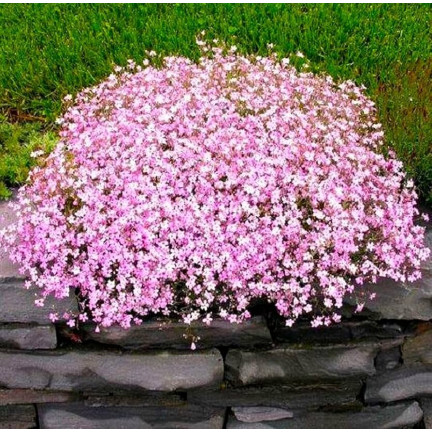 R4591 RAFFINIERT ROSA GYPSOPHILA 1G BLUME SAMEN JÄHRLICH