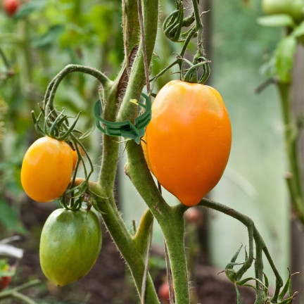 TG71407 CLIPS HALTER CLIP FÜR TOMATEN BOHNENSPROSSEN STIELE 100 STÜCK