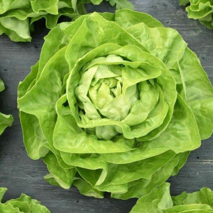 W1217 KOPFSALAT KÖNIGIN DES MAI FRÜHE FESTE SALATSAMEN 2G