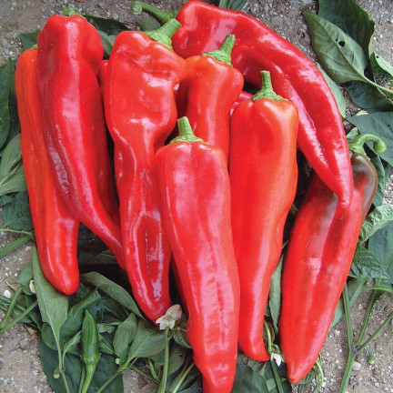W1314 Sweet Marconi Pepper, High-Yielding, Disease-Resistant, Sweet Fruit, Long, Conical, Red, Capsicum annuum L., 0.5 g