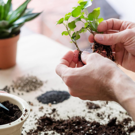 BIO9 ERDE FÜR PALMEN YUCCA DRACAENA 5L SUBSTRAT FÜR GRÜNPFLANZEN MIT BIOVITA DÜNGER