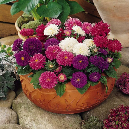 R0371 ZWERG-ASTER-MIX 1G SAMEN SAATGUT-MIX ASTRA FÜR BLUMENBEETE