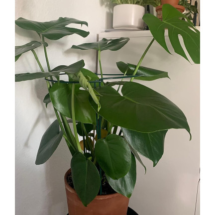 TG77640 Kruhová podpěra, kovová podpěra, podpěra pro květiny, 35cm 2ks.