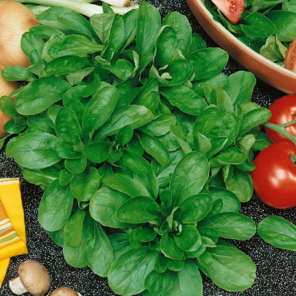W1186 POLNÍČEK ZELENINOVÉ SEMÍNKO SALÁT BOHATÝ NA VITAMÍNY 1G