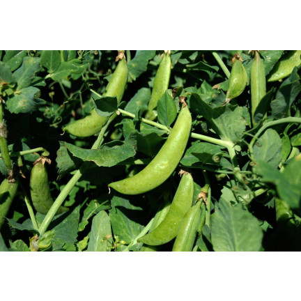 W1062 ZUCKERERBSEN AMBROSIA FRÜHE ERBSEN SAMEN PRODUKTIV 50G