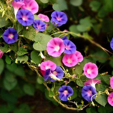 R7325 PETÚNIE ZÁVĚSNÁ BALKONOVÁ SMĚS 0,3 G SEMEN BALKONOVÁ SMĚS PETÚNIÍ