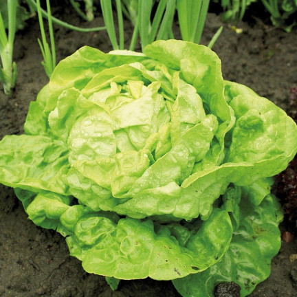 T8013 MAJOR KING'S BRASSLEY SAY auf 6M SEED TAPE