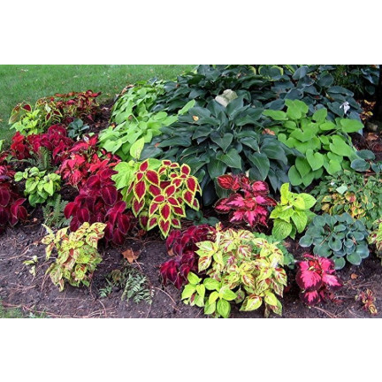 R6663 KOLEUS KOPŘIVA 0,2G KVĚTOVÁ SEMENA DUHOVÁ SMĚS SMĚS