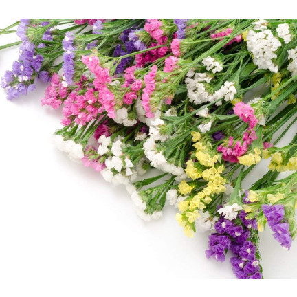 R2528 ROCKSPRING MIX OF UNIQUE COLORS BLUMENSAMEN FÜR TROCKENSTRÄUSSE