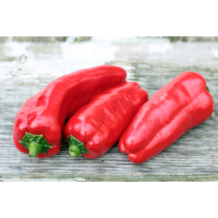 W1314 Sweet Marconi Pepper, High-Yielding, Disease-Resistant, Sweet Fruit, Long, Conical, Red, Capsicum annuum L., 0.5 g