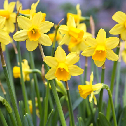 CEB9 NARZISSE NARZISSE SÜSSE BLUMENZWIEBEL BLUMENZWIEBELN
