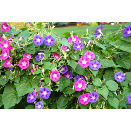 R2757 BAUMWOLLSCHWANZ GEMISCHT 3G BLUMEN SAMEN BAUMWOLLSCHWANZ BLUMEN