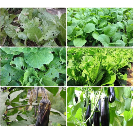 TG67716 Insektenschutznetze für Brassica 3X10M 60mesh