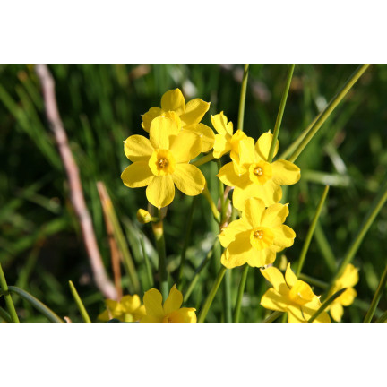 CEB9 NARZISSE NARZISSE SÜSSE BLUMENZWIEBEL BLUMENZWIEBELN