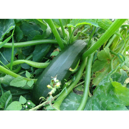 W1031 ZUCCHINISAMEN ZUCCHINI KÜRBIS NEFERTITI GEMÜSE GRÜN LECKER 3G