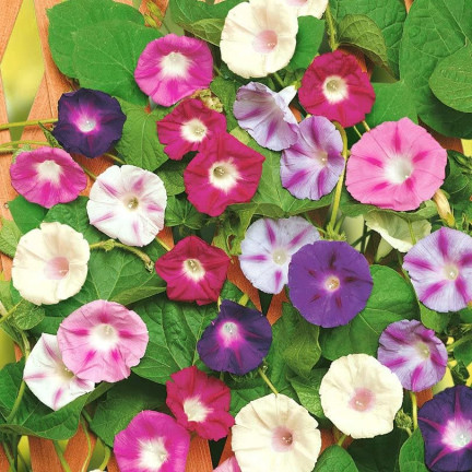 R2757 BAUMWOLLSCHWANZ GEMISCHT 3G BLUMEN SAMEN BAUMWOLLSCHWANZ BLUMEN