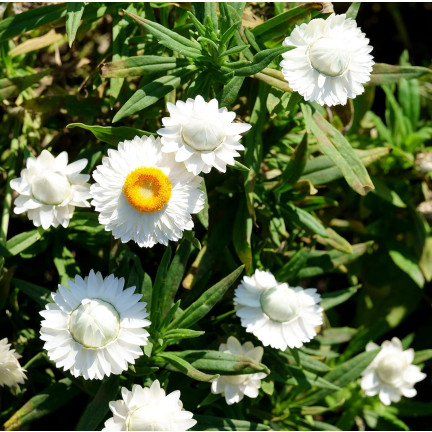 R4126 Weiße Decke Garten Blumen Samen Toraf 0.5g
