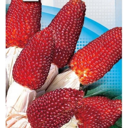 R2141 KUKURYDZA OZDOBNA nasiona TRUSKAWKOWA dekoracji bukietów suszki wianki 2g