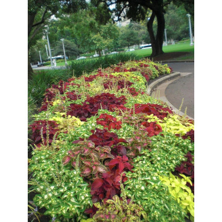 R6663 KOLEUS KOPŘIVA 0,2G KVĚTOVÁ SEMENA DUHOVÁ SMĚS SMĚS