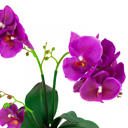 CV10855-MIX GUMMED ORCHID in Topfmischung