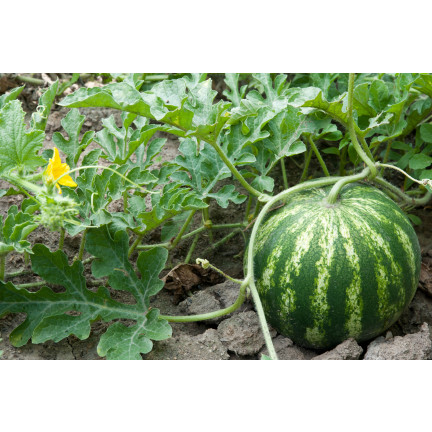 W9893 WATERMELON RED CAVON CRIMSON SWEET WATERMELON SEEDS 1G SWEET JUICY