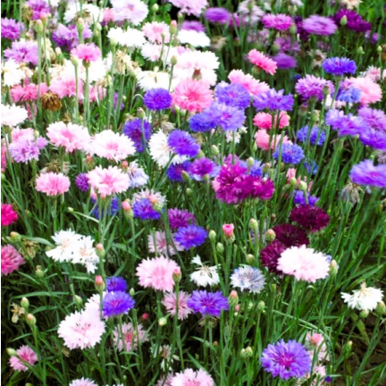 R2068 CHABER BŁAWATEK MIX CHABRY nasiona, kwiaty jadalne MIODODAJNE KOLOROWE