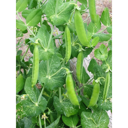 W0746 SCHALERBSE SECHS WOCHEN ALTES SAATGUT 50G SCHNELLE ERNTE