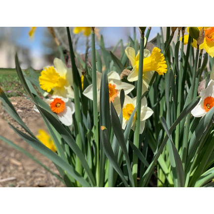 BULB8 NARZISSEN GROSSPACKUNG MIX BLUMENZWIEBELN BLUMENZWIEBELN