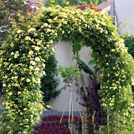 PERG-N3214 zahradní kovový oblouk pro růže květiny větve 240cm