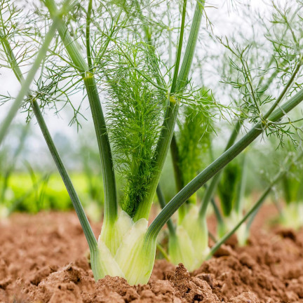 Z3013 FENCHELKRAUTSAMEN FENCHELGEWÜRZ VERDAUUNGSSYSTEM 1G