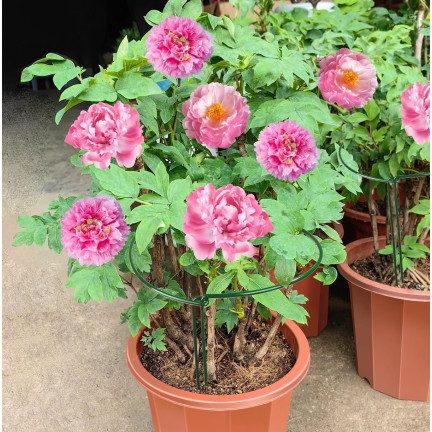 TG77641 Ringstütze, Metallstütze, Blumenpflanzenstütze, 60cm 2Stk.
