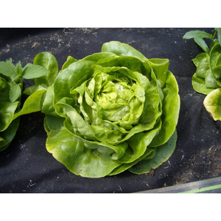 T8013 MAJOR KING'S BRASSLEY SAY auf 6M SEED TAPE