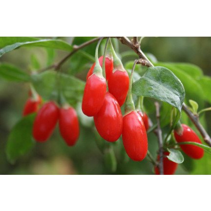 R2123 GOJI BERRIES frosthart scharlachrot gesunde Früchte dornig