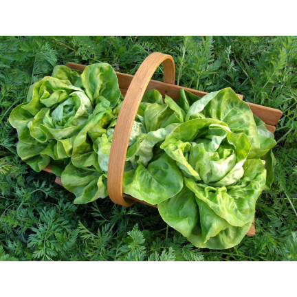 T8013 MAJOR KING'S BRASSLEY SAY auf 6M SEED TAPE