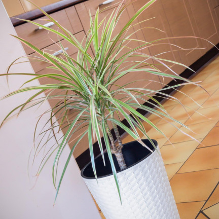 DRTUS200-S449 BLUMENTOPF HOCH RATTAN RATO TUB WEISS