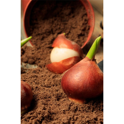 CEB5 TULIP PRAESTANS SHOGUN BLUMENZWIEBEL 50 STÜCK.