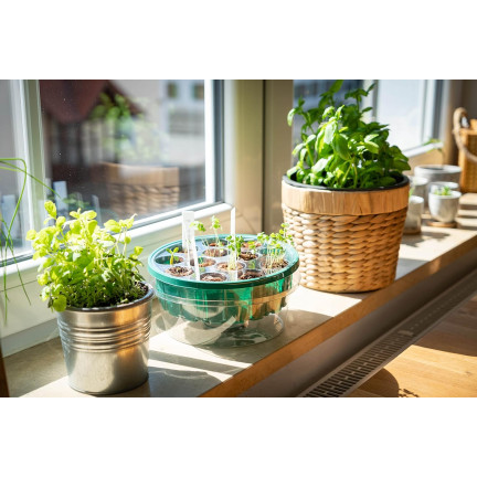 TG81372 Mini Greenhouse for Sprouting, 5-Piece Set + Grow Light, 13 Compartments
