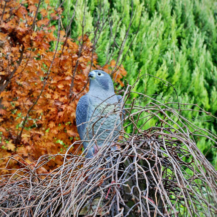 TG60292 FALKE GROSS VOGEL ABSCHRECKUNG STARE TAUBEN 40CM