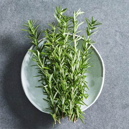 Z3028 ROZMARÝN AROMATICKÁ BYLINA SEMENA TRVALKA 0,1G