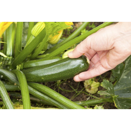 W1031 ZUCCHINISAMEN ZUCCHINI KÜRBIS NEFERTITI GEMÜSE GRÜN LECKER 3G