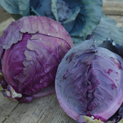 W1086 KOHLSAMEN KOPF ROTMARDER MITTELFRÜH FÜR SALATE
