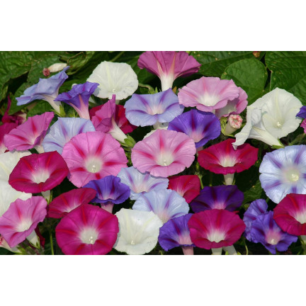 R2757 BAUMWOLLSCHWANZ GEMISCHT 3G BLUMEN SAMEN BAUMWOLLSCHWANZ BLUMEN