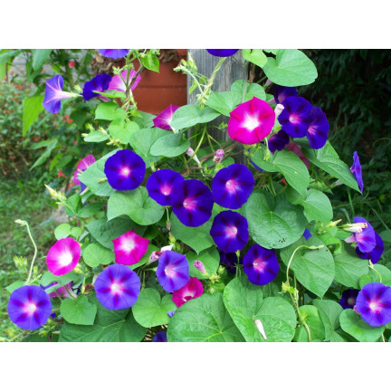 R2757 BAUMWOLLSCHWANZ GEMISCHT 3G BLUMEN SAMEN BAUMWOLLSCHWANZ BLUMEN