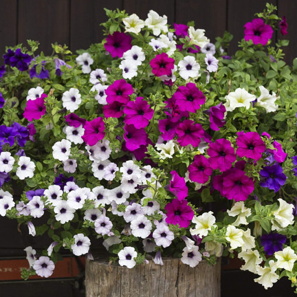 R7325 PETÚNIE ZÁVĚSNÁ BALKONOVÁ SMĚS 0,3 G SEMEN BALKONOVÁ SMĚS PETÚNIÍ