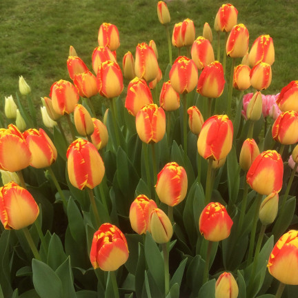 CEB1 TULPE BANJA LUKA BLUMENZWIEBEL BLUMENZWIEBELN 50 STÜCK